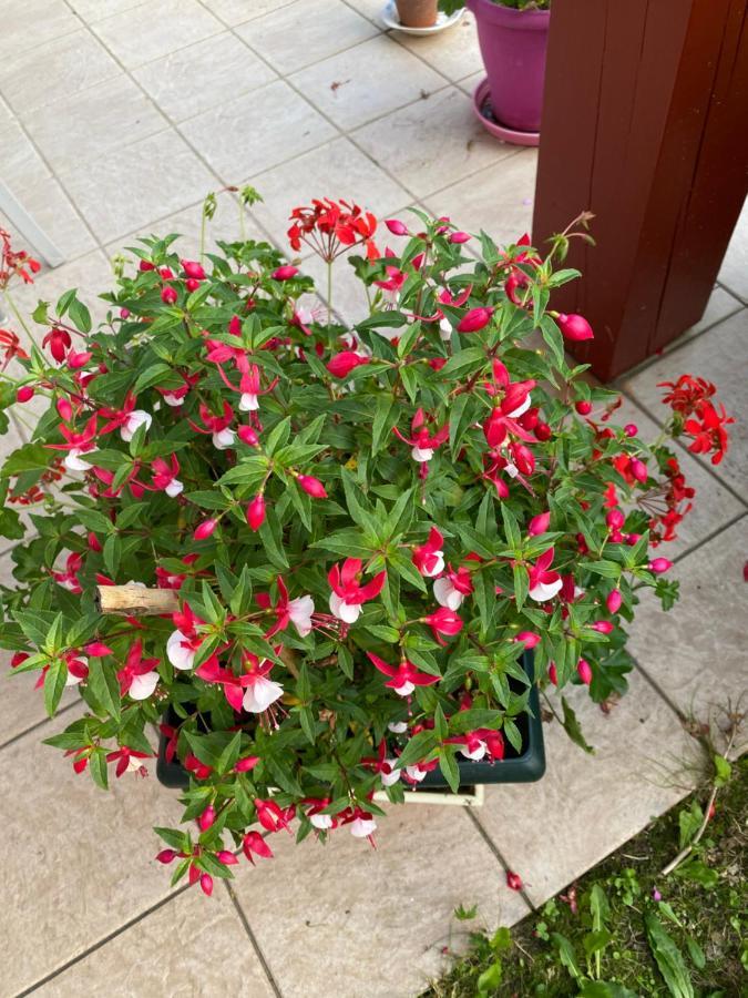 Ilargi Argi Bed & Breakfast Saint-Pee-sur-Nivelle Ngoại thất bức ảnh